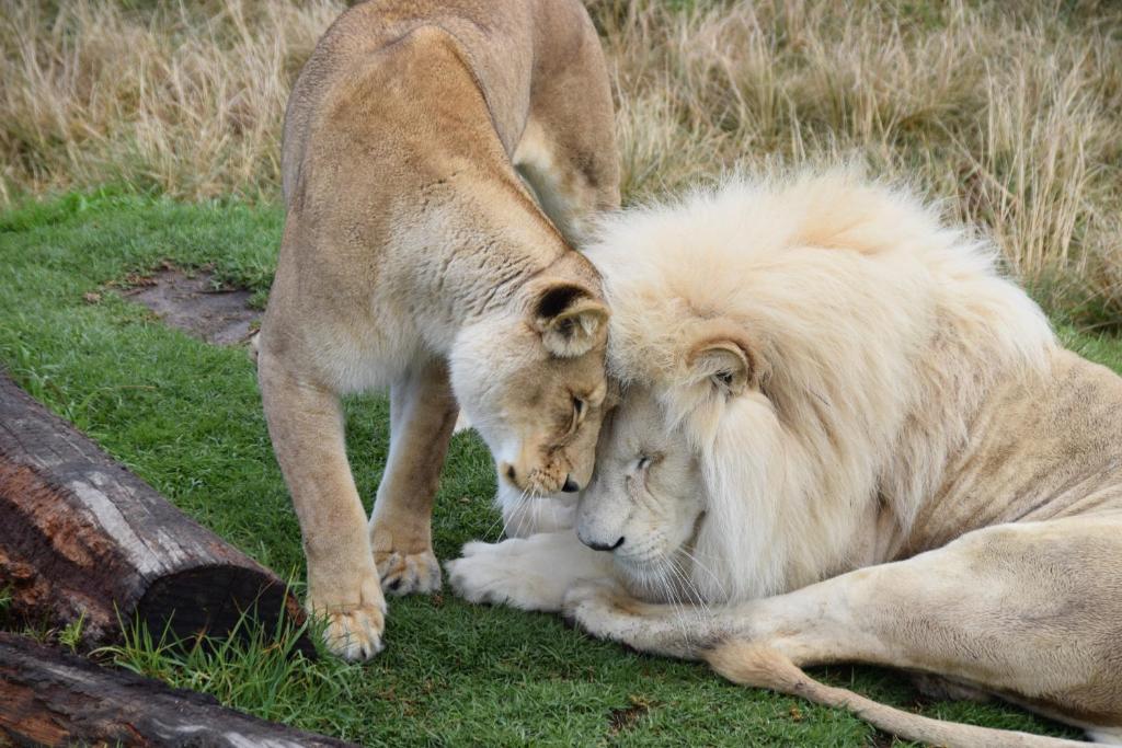Tenikwa Wildlife Centre & Spa