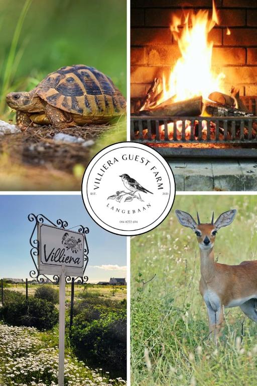 Villiera Guest Farm