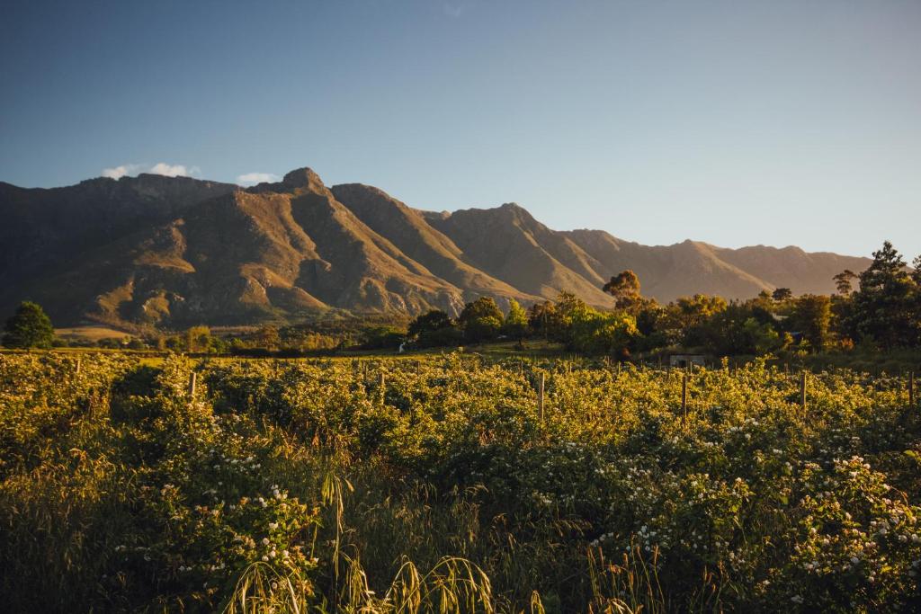 Wildebraam Berry Estate
